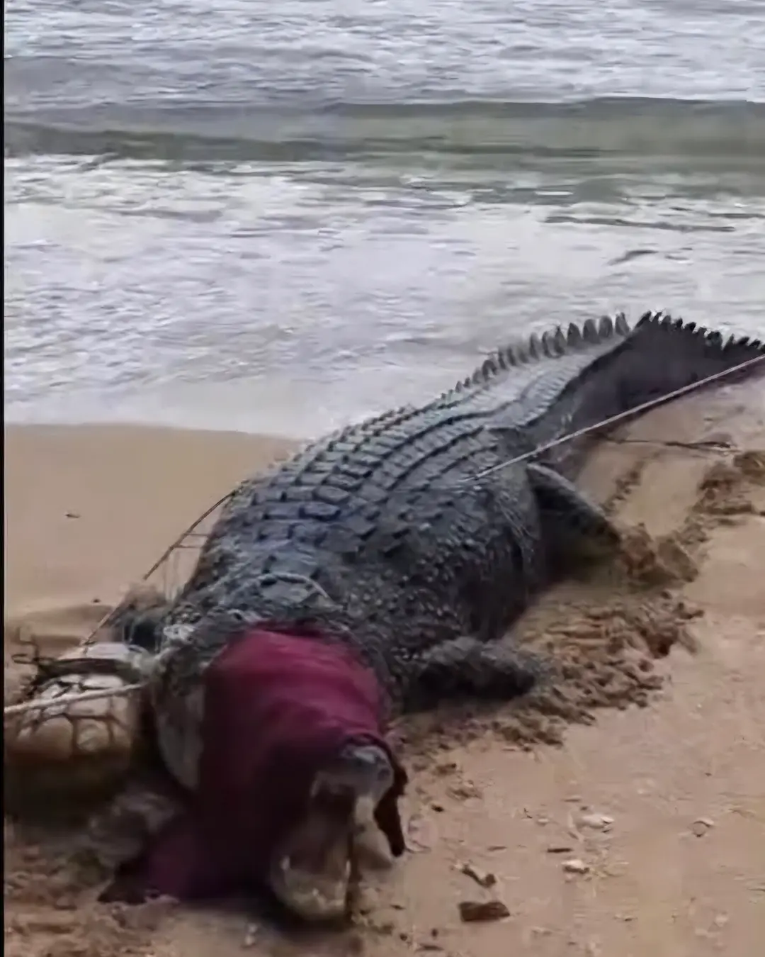 Buaya 4 meter terikat di Pantai Kolongan Minahasa Utara sulutviral.info