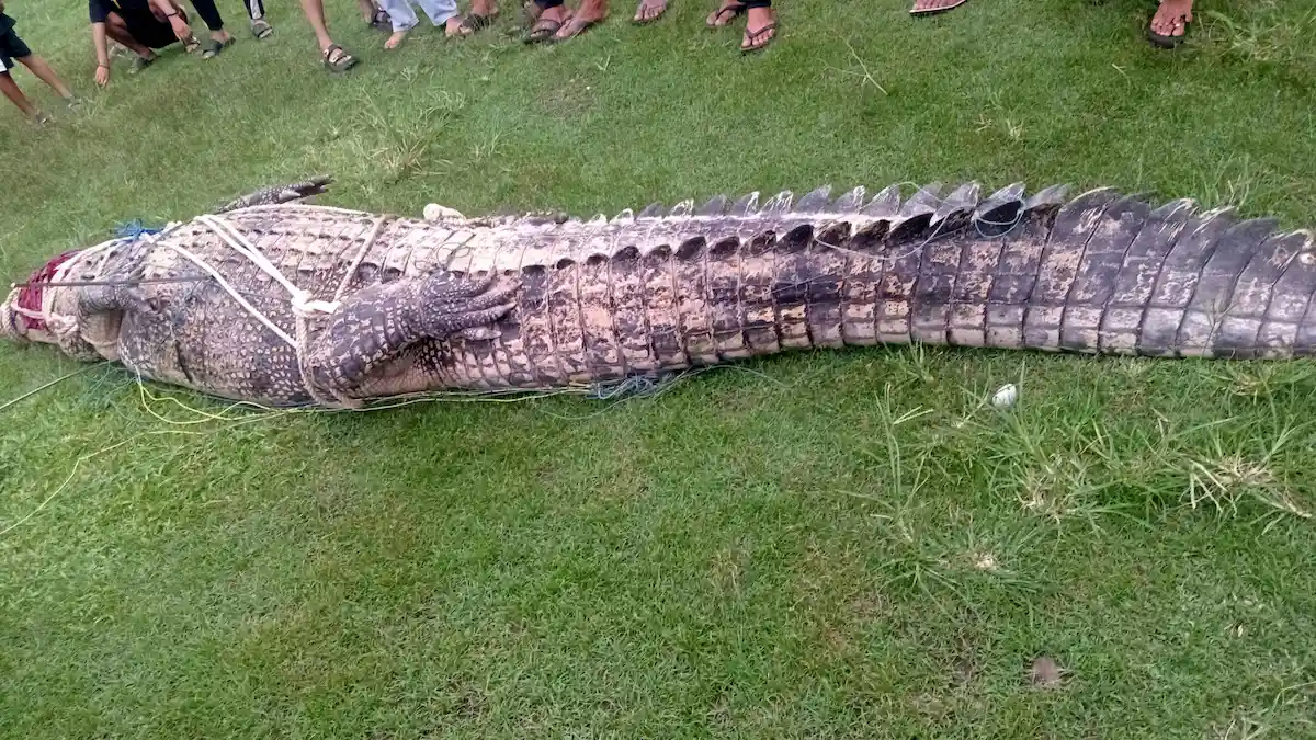 Buaya besar terikat di darat Kolongan Minahasa Utara sulutviral.info