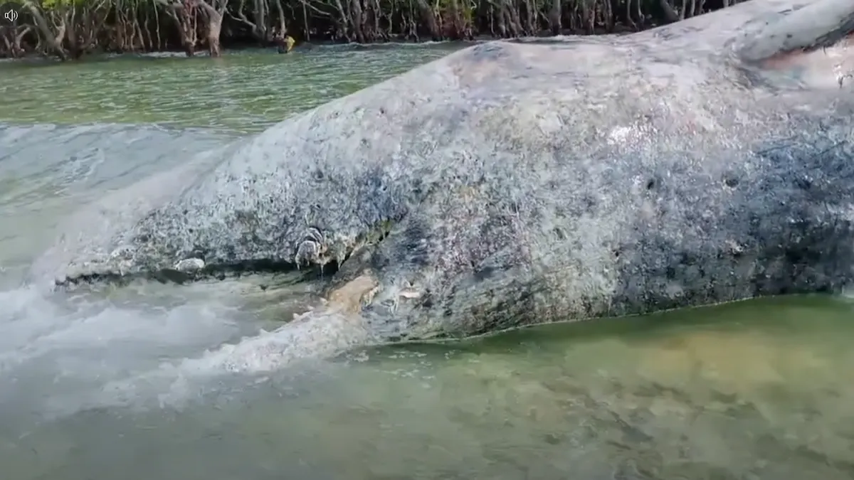 Kondisi tubuh paus terdampar di perairan Tarohan Selatan Talaud sulutviral.info